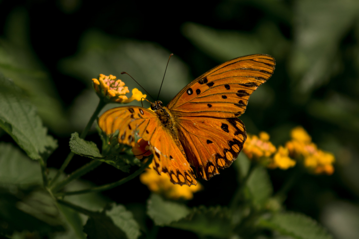 a37fee57263fecac38d126c7a86f0-4638743.jpg