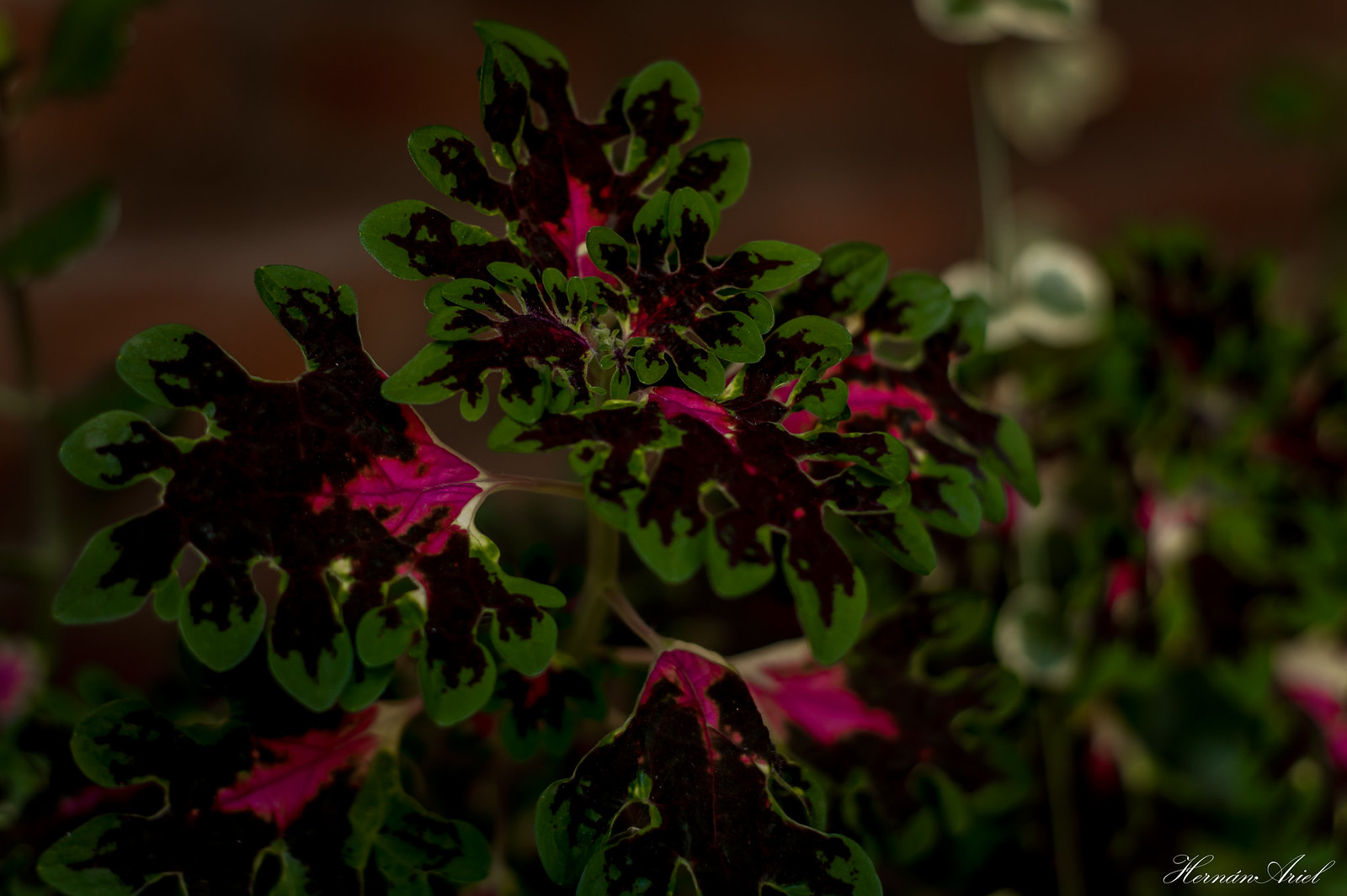 6d204597e8dd356a89e9f0d3f4497-4665478.jpeg