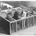 Música por y para animales