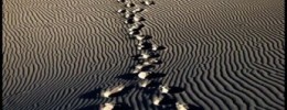 El intercambio modal: Acordes prestados y caminos paralelos