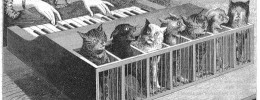 Música por y para animales