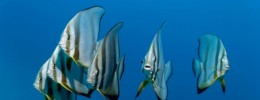 Escucha el curioso sonido de un coro de peces cantando en las profundidades