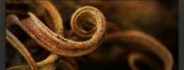 AAS lanza Entangled Species para String Studio VS-1