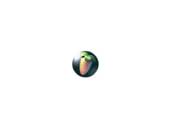 FL Studio 6.1 beta