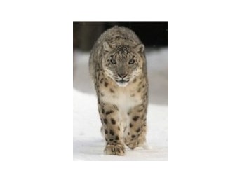 Apple enfría al leopardo