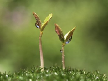 Tú, tu primer espectador. La idea y la lenteja