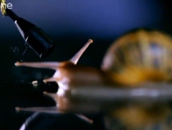 El silencio del caracol