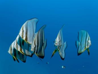 Escucha el curioso sonido de un coro de peces cantando en las profundidades