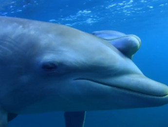 ¿Es falso el sonido de los documentales de naturaleza?