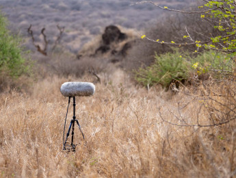 Sennheiser MKH 8030, un micrófono para grabación de campo con patrón de figura en ocho