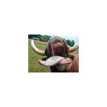 VACA_LOCA