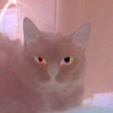 Espíritu gatuno
