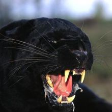 LaPanteraNegraI