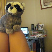 Mi mapache y yo