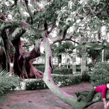 Ficus en Cádiz