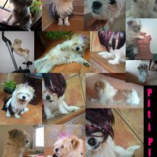 Piti-Piti