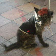 Perro punky marsellés