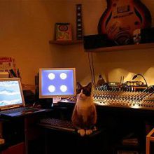 THE CAT guitar center