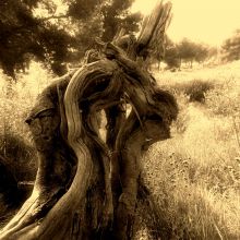 Creaciones Naturales