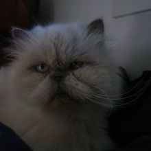 Mi gato