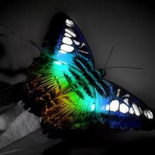 Mariposa