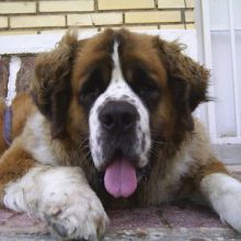 Elvis