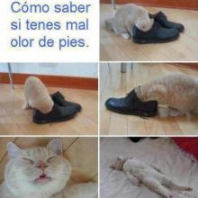 Mininos
