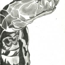 COBRA REAL.