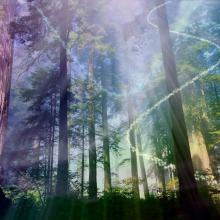 Magic Forest