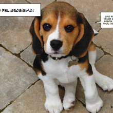 ¡Perro peligrosísimo!