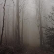 Niebla
