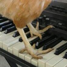 chicken choords