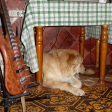 Mi warwick y el Zorba