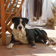 Un autentico perro
