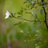 Observing nature