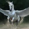 My Genesys