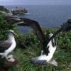 el vuelo del albatros