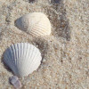 Conchas Solitarias