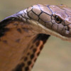 King Cobra