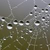 TELA DE ARAÑA