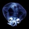 Deep Sea
