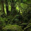 Selva