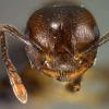 Crematogaster