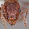 Tetramorium