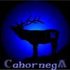 Balinesa - CAHORNEGA
