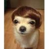 Perro Viejo