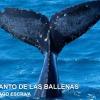 El canto de las ballenas