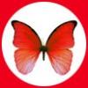 El Sapo y la Mariposa