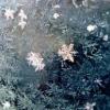 White Crystal Flakes