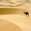 Sahara